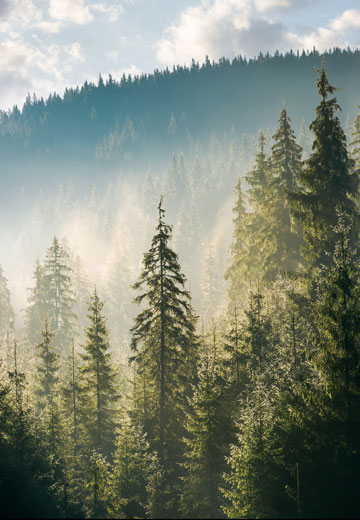 ISRB 2025/01 31 December 2024 Sustainability Reporting Update