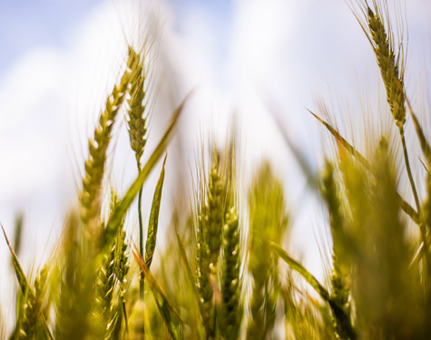 Agriculture